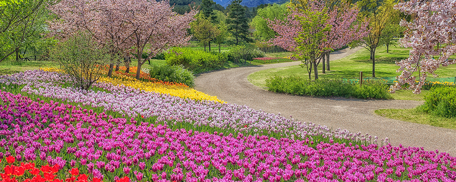 春の花を愛でながら歩こう！今しかできない「お花見ウォーキング」 