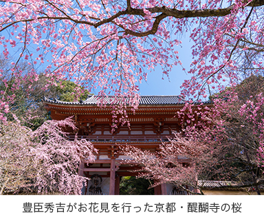 豊臣秀吉がお花見を行った京都・醍醐寺の桜